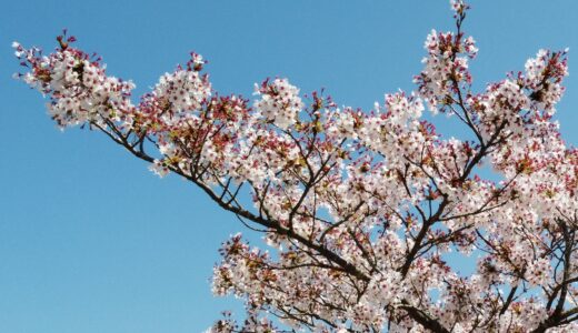 双葉町の桜も満開です！